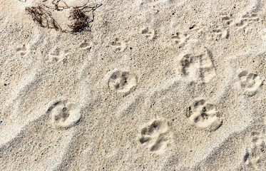 Texture of sand with traces of animals close- up