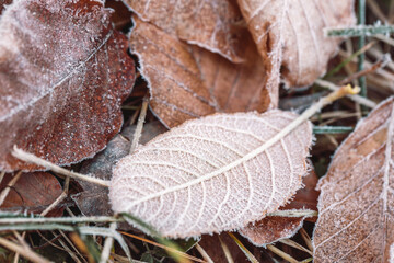 Autumn leaves with frost macro