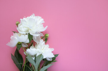 Obraz na płótnie Canvas lovely peony flowers on pink background, space for text, celebration greeting card concept, flat lay