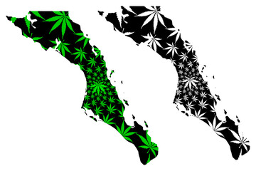 Baja California Sur map is designed cannabis leaf green and black, Estado Libre y Soberano de Baja California Sur (El Territorio Sur de Baja California) map made of marijuana (marihuana,THC) foliage