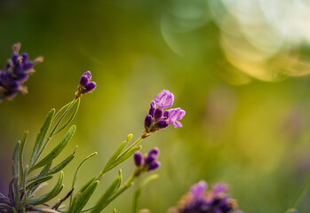 Beautiful closeup of lavender flowers in the garden. Sweet scented natural, vegan ingredient