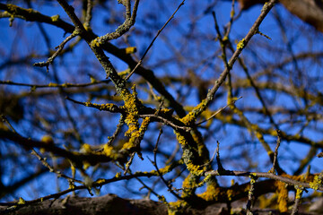 wild moss on tree branches in the sun