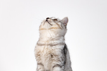 Portrait of Scottish straight kitten on white background