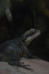 Closeup of a Water Dragon sitting on a rock