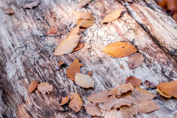Autumn leaves with frost macro