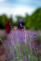 A walk of a young couple on a lavender field, a cozy, quiet and fragrant place for beauty lovers.