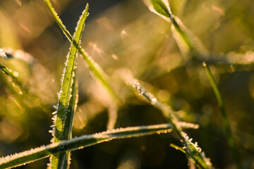 grass in the wind hoarfrost