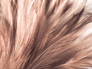 Beautiful abstract white and brown feathers on white background and soft yellow feather texture on white pattern and yellow background, feather background, gold feathers banners