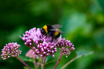 Italy, Trentino, Garda Lake - 26 July 2020 - A Bumblebee is pollinating a flower