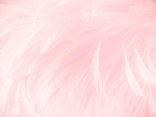 Beautiful abstract light pink feathers on white background,  white feather frame texture on pink pattern and pink background, love theme wallpaper and valentines day