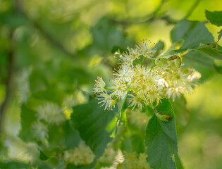 Fototapeta premium Beautiful linden tree blossoms in the summer. Medicinal, herbal, vegan, organic tea.