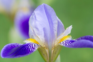 Iris (Schwertlilie), Einzelblüte