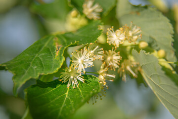 Beautiful linden tree blossoms in the summer. Medicinal, herbal, vegan, organic tea.