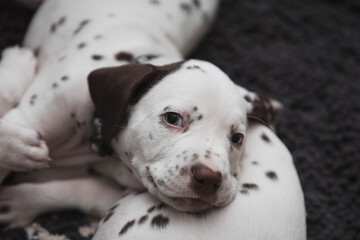 Cute, little baby Dalmatian puppy dog