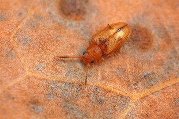 Tiny beetles inhabit wild plants in North China