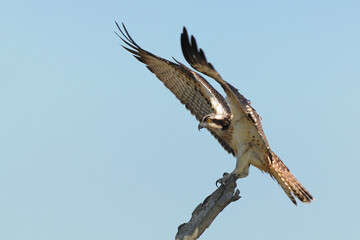 Beautiful  osprey bird, pandion haliaetus