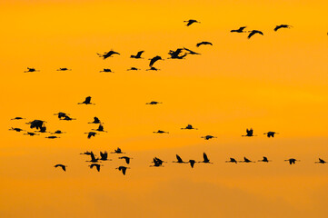 Sunrise on a fligh of common cranes