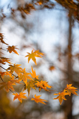 Close view of yellow maple leaves during autumn time.