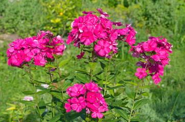 Pink Phlox flowers blooms in the summer garden
