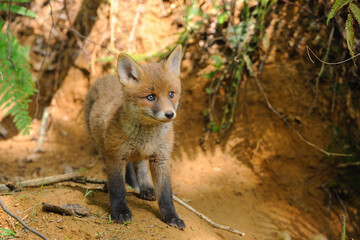 Portrait of a young fox at the entrance of his burrow
