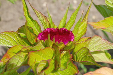 Celosia comb (Lat. Celosia argentea f. cristata) in the garden close-up