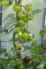 Green cherry tomatoes growing in a greenhouse made of polycarbonate