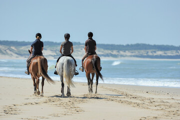 riding horse on the coast close to trhe ocean