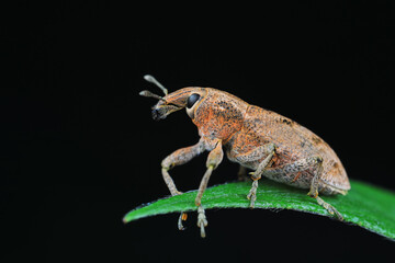 Weevil on green leaves, North China Plain