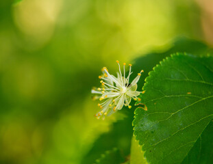 Beautiful linden tree blossoms in the summer. Medicinal, herbal, vegan, organic tea.