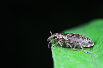 Weevil on green leaves, North China Plain