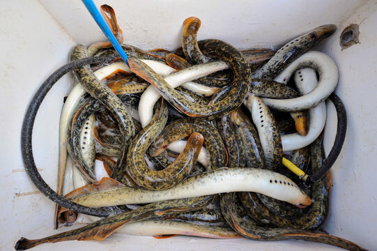 Lampreys fishing on a river
