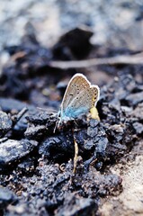 butterfly on the rock