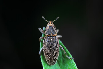 Weevil on green leaves, North China Plain