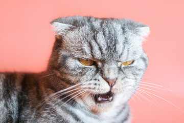 Gray scottish fold cat with a displeased muzzle close-up on a pink background. Funny pet.