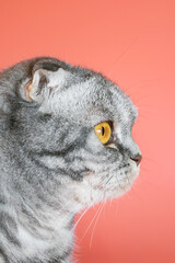 Portrait of a gray in black striped Scottish Fold cat with yellow eyes close-up on a pink background. Cute funny curious pet.