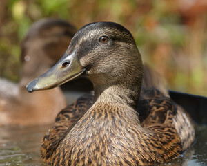 Close up of a mallard duck