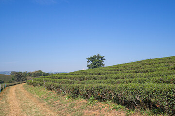 Beautiful scenic view of tea plantations with the sky and mountains background in Thailand. Space for text
