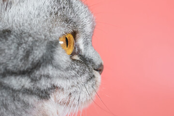 Portrait of a gray in black striped Scottish Fold cat with yellow eyes close-up on a pink background. Cute funny curious pet.