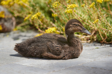 Duckling mixed breed mallard Indian runner duck