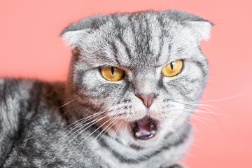 The gray Scottish Fold cat licks its lips amusingly, stuck out its tongue. Cute pet. Pink background, close-up portrait.