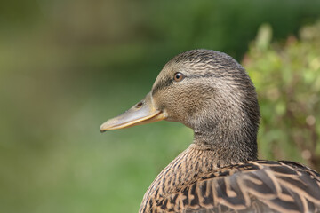 Close up of a duck mixed breed mallard Indian runner duck