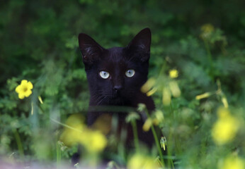 GATO NEGRO ENTRE LAS FLORES