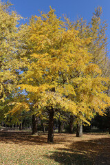 秋 銀杏 イチョウ 黄色 明るい 鮮やか 公園