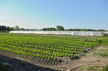 View on a salad production field and greenhouse in back