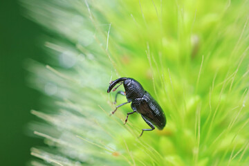 Weevil on green leaves, North China Plain