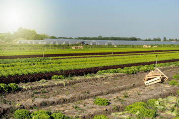 View on a salad production field and greenhouse in back