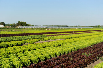 Fototapeta na wymiar View on a salad production field and greenhouse in back