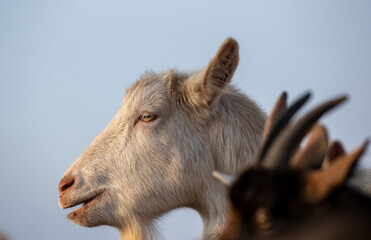 White saanen goat outdoor