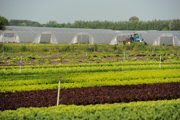 View on a salad production field and greenhouse in back