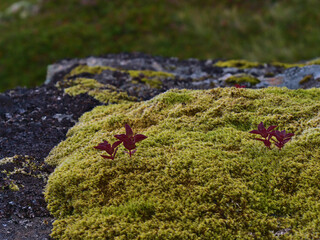 Closeup view of mountain flora of green colored moss and small plant with dark red leaves on a rock on Moskenesøy island, Lofoten, Norway. Focus on red leaves.